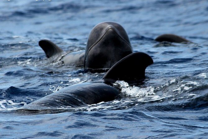 No chase Whale & Dolphin tour putting Marine Life first - we care - Who Will Love This Experience?