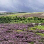 North York Moors and Whitby Day Tour from York - Transportation and Group Size