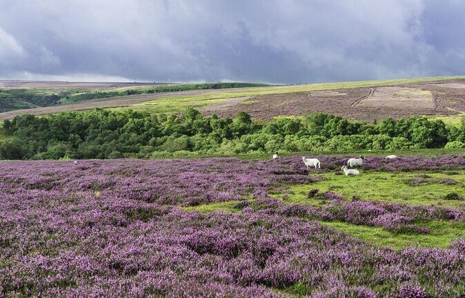 North York Moors and Whitby Day Tour from York - Transportation and Group Size
