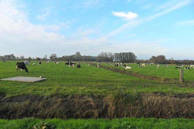 Off the Beaten Paths Dutch Landscape Private Tour 1/2 day Jaguar - The Sum Up