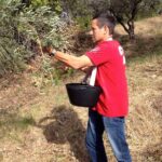 Olive Harvest in Provence - The Value of the Experience