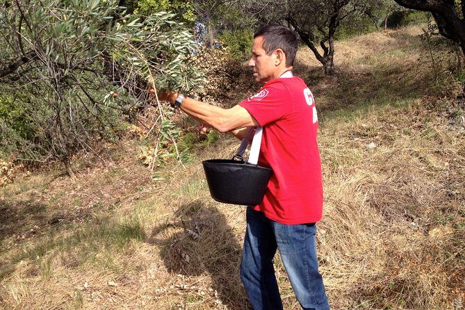 Olive Harvest in Provence - The Value of the Experience