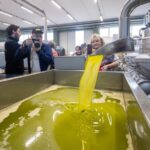 Olive Tree Tour, Visit Vallarella Oil Mill, Oil Tasting - Practical Details and Tips