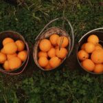 Organic Orange Picking & Jam Making with Farm-to-Table Lunch - FAQ