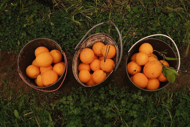 Organic Orange Picking & Jam Making with Farm-to-Table Lunch - FAQ