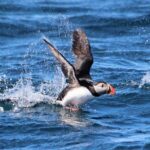 Original Big Whale Safari & Puffins Speedboat Tour from Húsavík - Final Thoughts: Why Choose This Tour?