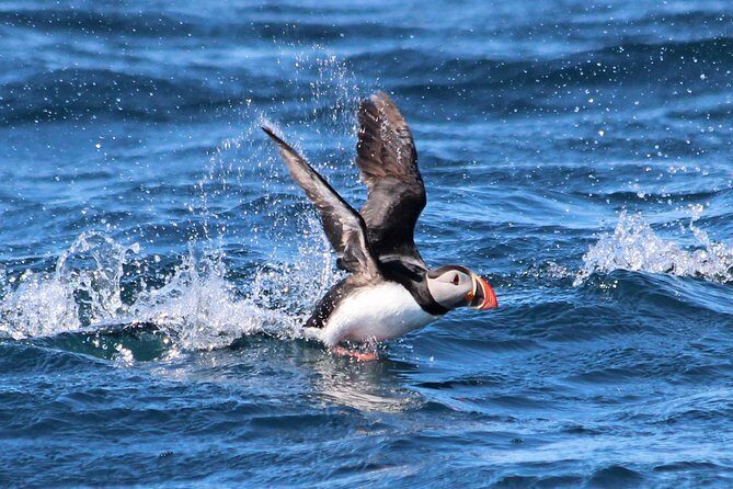 Original Big Whale Safari & Puffins Speedboat Tour from Húsavík - Final Thoughts: Why Choose This Tour?