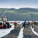 Oyster Farm and Tasting Experience - Practical Tips for Visitors