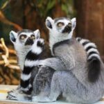 Pafos Zoo Visit & Blue Lagoon Cruise with Local Guide Limassol - Why This Tour Offers Great Value