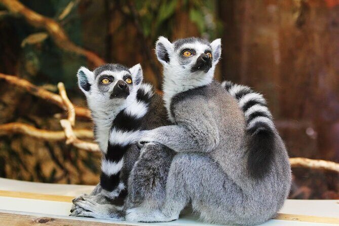 Pafos Zoo Visit & Blue Lagoon Cruise with Local Guide Limassol - Why This Tour Offers Great Value