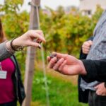 Pagus Wine Tours® - Sirmione by boat and Amarone - Full day tour - Analyzing the Value