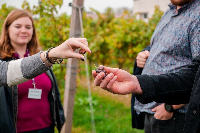 Pagus Wine Tours® - Sirmione by boat and Amarone - Full day tour - Analyzing the Value