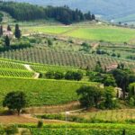 Pisa, San Gimignano and Chianti - Analyzing the Cost and Overall Value