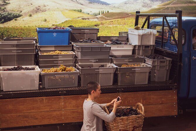 Porto: Wine Experience Musem with 3 Wine Tastings - Exploring the Experience: What to Expect at Each Step