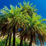 Preveli Palm Beach Boat Cruise & Rethymnon Town from Heraklion - Authentic Experiences and Practical Tips