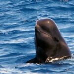 Private 2 hour Whale Watching Tour - FAQ