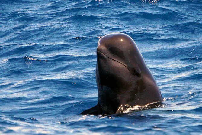 Private 2 hour Whale Watching Tour - FAQ