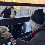 PRIVATE Alpaca Guided Forest Walk + Feeding Helsinki - Practical Details and Logistics