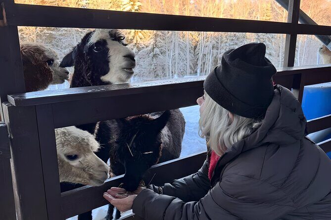 PRIVATE Alpaca Guided Forest Walk + Feeding Helsinki - Practical Details and Logistics