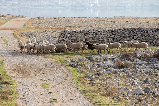 Private Day Trip To Pag Island and Nin Saltworks from Zadar - What We Loved About This Tour