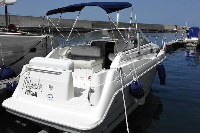 Private Dolphin and Whale Watching Tour in Madeira - What Travelers Are Saying