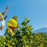 Private Etna tour and pistachio lunch in a pistachio farm - FAQ