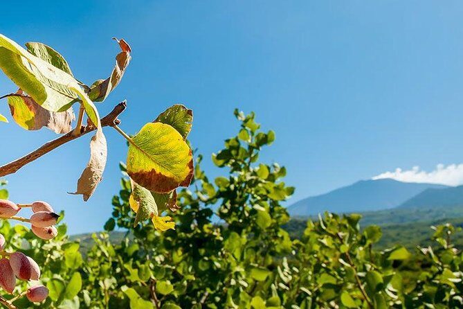 Private Etna tour and pistachio lunch in a pistachio farm - FAQ