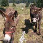 Private Full-Day Hiking Tour in Piatra Craiului National Park - FAQ