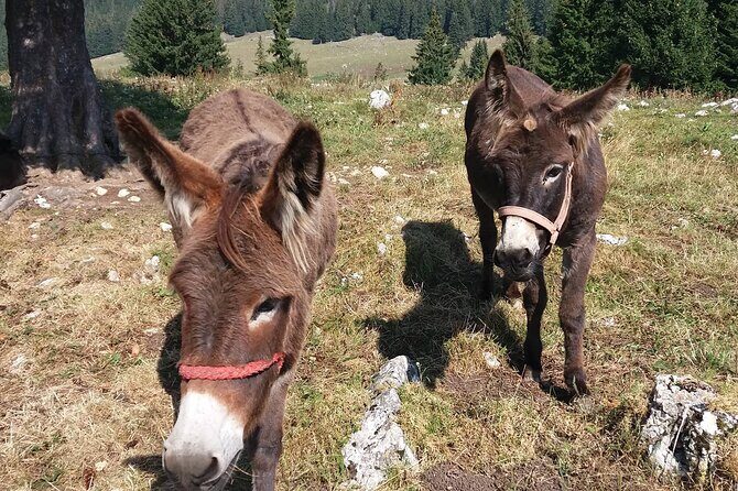 Private Full-Day Hiking Tour in Piatra Craiului National Park - FAQ
