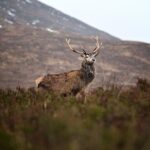 Private Glencoe Driving Tour from Edinburgh - Who Should Book This Tour?