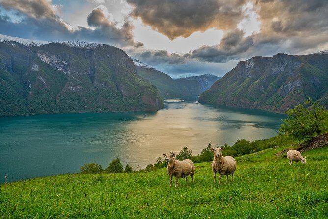 PRIVATE GUIDED TOUR: Norway's Highlights  Viking Special, 11-12 hours  SUMMER - Real Traveler Insights