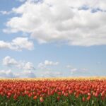 Private Half-Day Trip From Amsterdam to The Tulip Fields in Keukenhof - The Sum Up