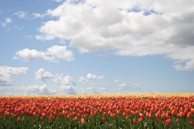 Private Half-Day Trip From Amsterdam to The Tulip Fields in Keukenhof - The Sum Up