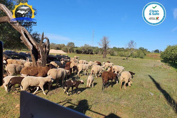 Private Jeep Safari Half-Day Tour - Frequently Asked Questions