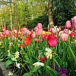 Private Keukenhof Gardens and Tulip Fields Tour from Amsterdam - Flexibility & Personalization