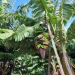 Private Tour of Banana Farm from Funchal - Who Would Love This Tour?