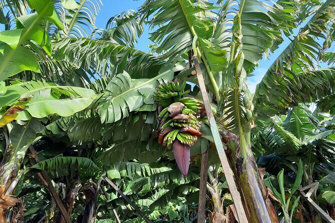 Private Tour of Banana Farm from Funchal - Who Would Love This Tour?