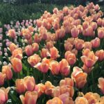 Private Tour to the Keukenhof and Tulip Fields - FAQ