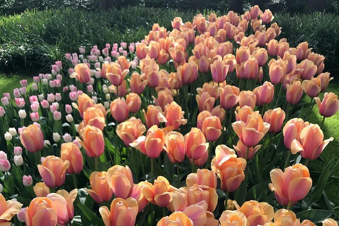 Private Tour to the Keukenhof and Tulip Fields - FAQ