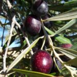 Private Traditional Olive Grove and Dragon Fruit Farm Tour - Why This Tour Is Great for You