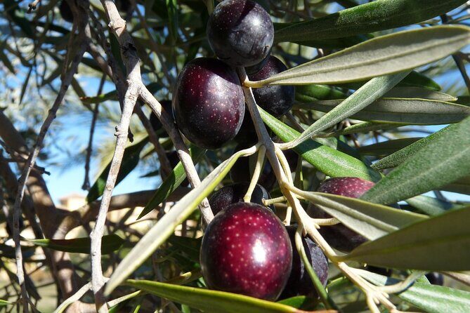 Private Traditional Olive Grove and Dragon Fruit Farm Tour - Why This Tour Is Great for You