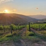 Private Wine Tour best of Chianti Tuscany 6 hours Limo Service - A Deep Dive into the 6-Hour Chianti Experience