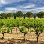 Provence Small Group Wine Full Day Tour in Chateauneuf du Pape vineyard from Aix - A Deep Dive into the Provence Wine Tour