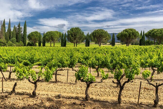 Provence Small Group Wine Full Day Tour in Chateauneuf du Pape vineyard from Aix - A Deep Dive into the Provence Wine Tour