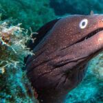 RECREATIONAL DIVE (certified divers only) : Explore Canarian Sealife - Diving Sites and Weather Considerations