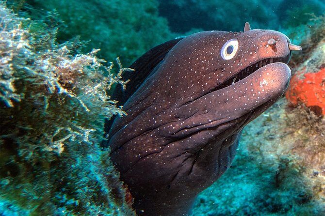 RECREATIONAL DIVE (certified divers only) : Explore Canarian Sealife - Diving Sites and Weather Considerations
