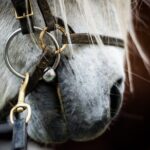 Red Lava Horse Riding Tour From Reykjavik - Authentic Experiences and Genuine Insights from Reviews