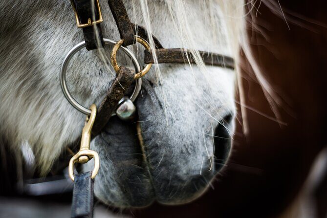Red Lava Horse Riding Tour From Reykjavik - Authentic Experiences and Genuine Insights from Reviews