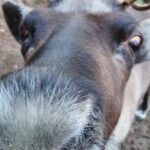 Reindeer Park Adventure - Why This Tour Delivers Good Value