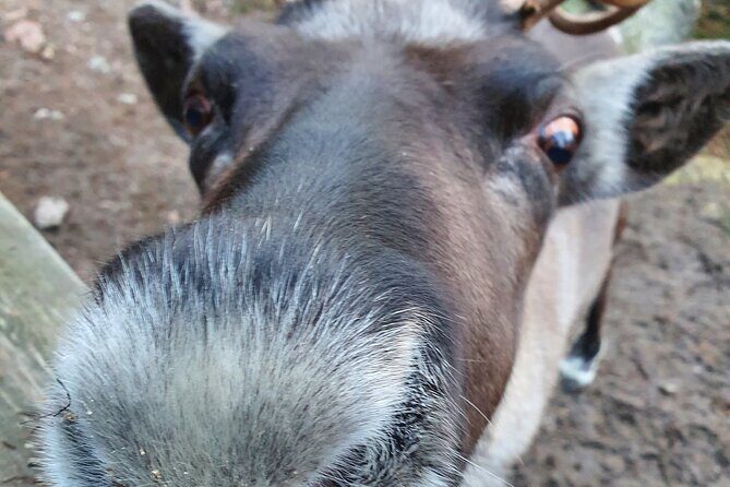 Reindeer Park Adventure - Why This Tour Delivers Good Value